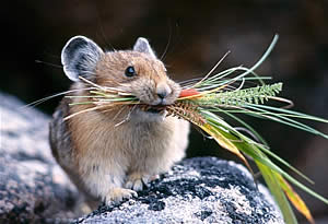 Мышь с травой во рту