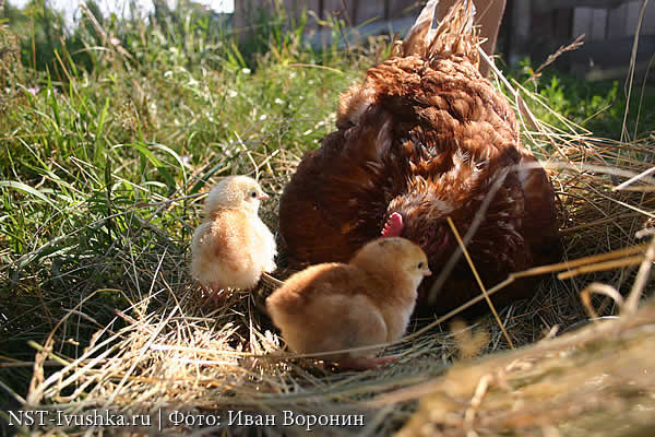курица с цыплятами на садовом участке летом