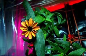 цветок с МКС, выращенный Скоттом Келли